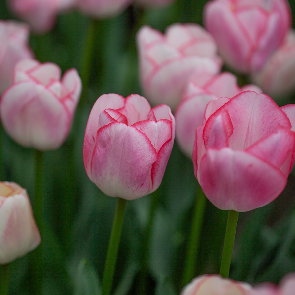Tulipan 'Hugs and Kisses' - triumphtulipan - 10 stk