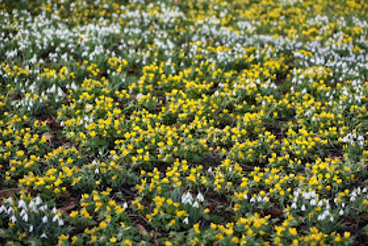 Småvinterblom - Eranthis cilicica - 10 stk