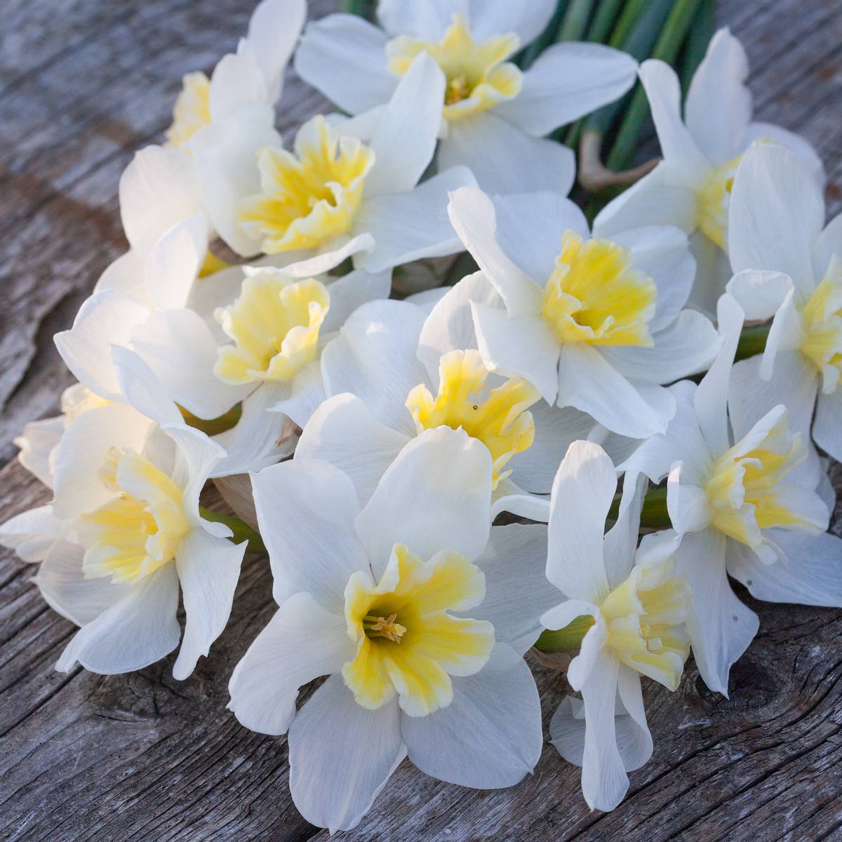 Påskelilje 'Lemon Beauty' - 10 stk