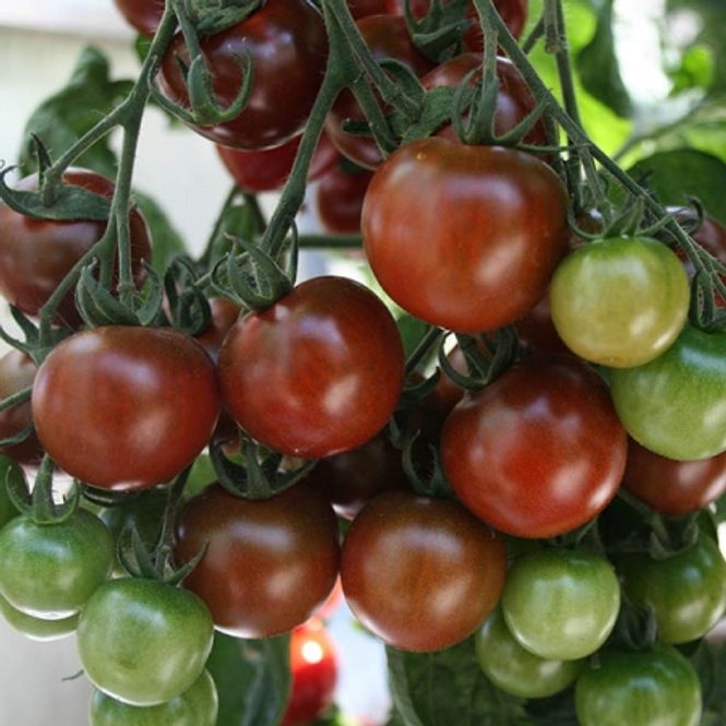 Hovedbilde Drivhustomat 'Sunchocola' F1, cherry - Lycopersicon ...