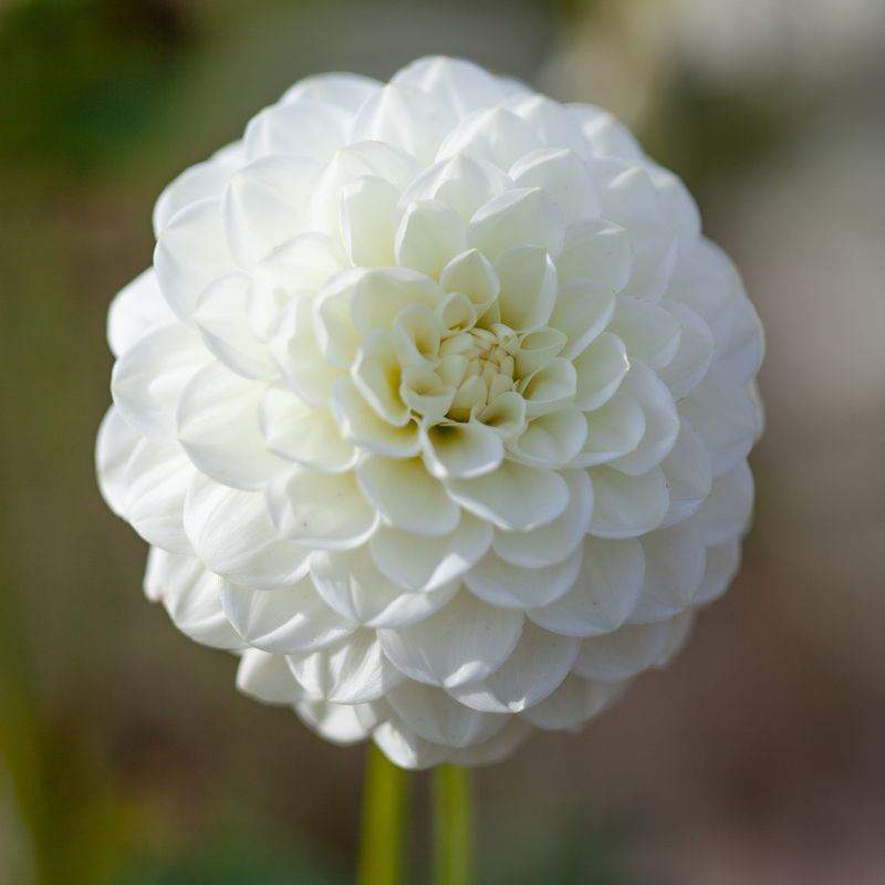 Georgine 'White Aster' - Dahlia x cultorum, 1 stk.