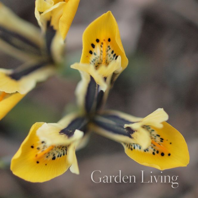 Hovedbilde Våriris 'Orange Glow' Iris reticulata - 1 stk