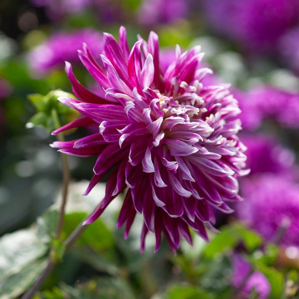 Hovedbilde Georgine 'Vancouver - Dahlia x cultorum, 2 stk.