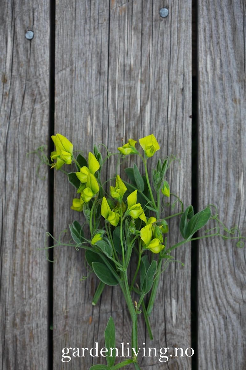 Lathyrus chloranthus