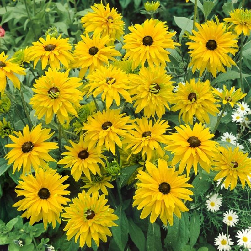 Lodnesolhatt 'Gloriosa Double Golden Daisy' - Rudbeckia hirta