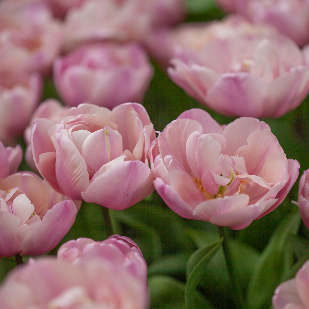 Tulipan 'Tabledance', Sen dobbel' - 7 stk