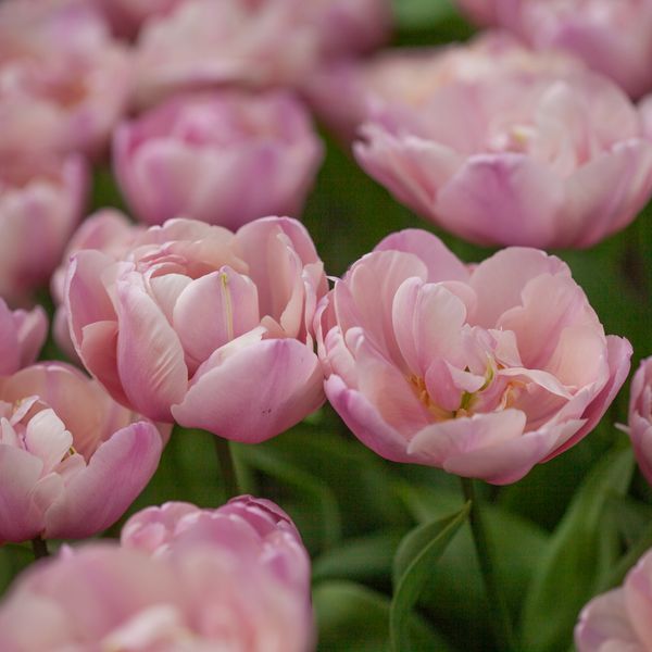Hovedbilde Tulipan 'Tabledance', Sen dobbel' - 7 stk