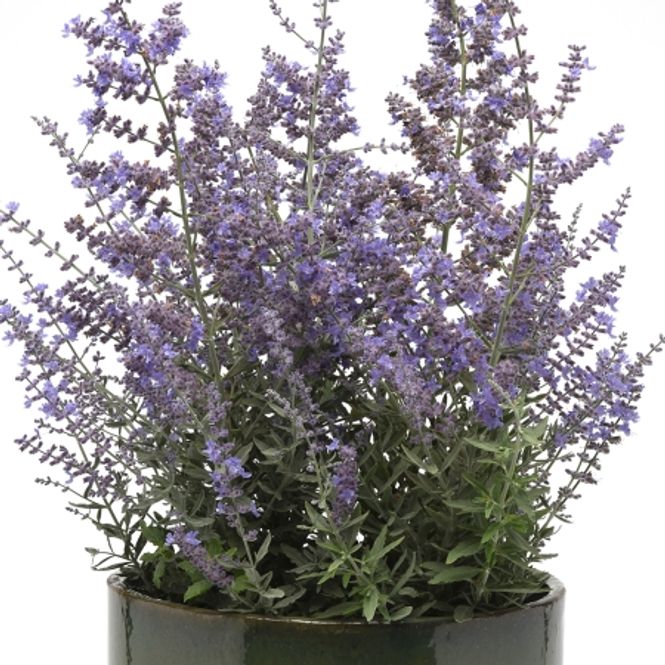 Hovedbilde Blåbusk 'Bluesette' - Perovskia atriplicifolia