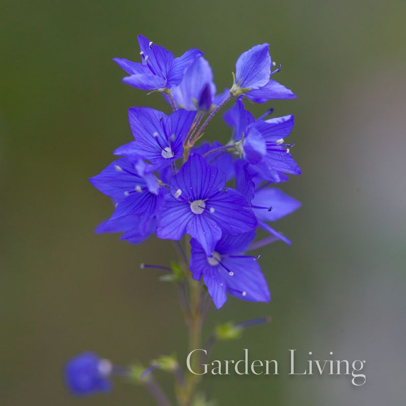 Firtannveronika 'Knallblau' - Veronica austriaca