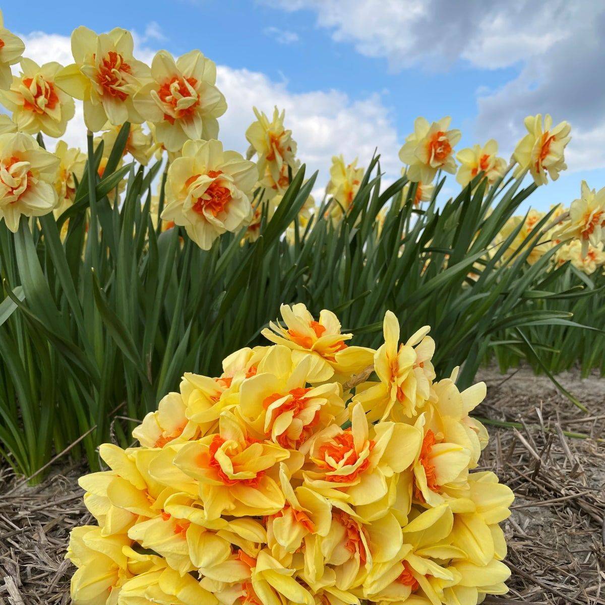Påskelilje 'Innovator' - Narcissus - 10 stk