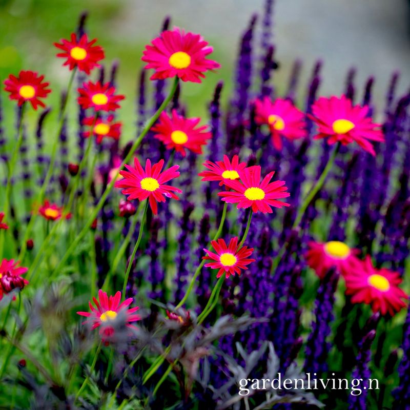 Rosekrage 'Robinson's red' - Tanacetum coccineum