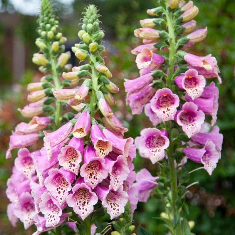 Revebjelle 'Dottie Warm Rose' - Digitalis purpurea
