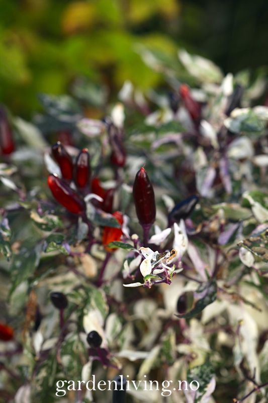 Chilipepper 'Calico' - Capsicum annuum