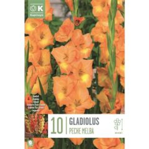 Hovedbilde Gladiol 'Peche Melba' - Gladiolus, 10 stk.
