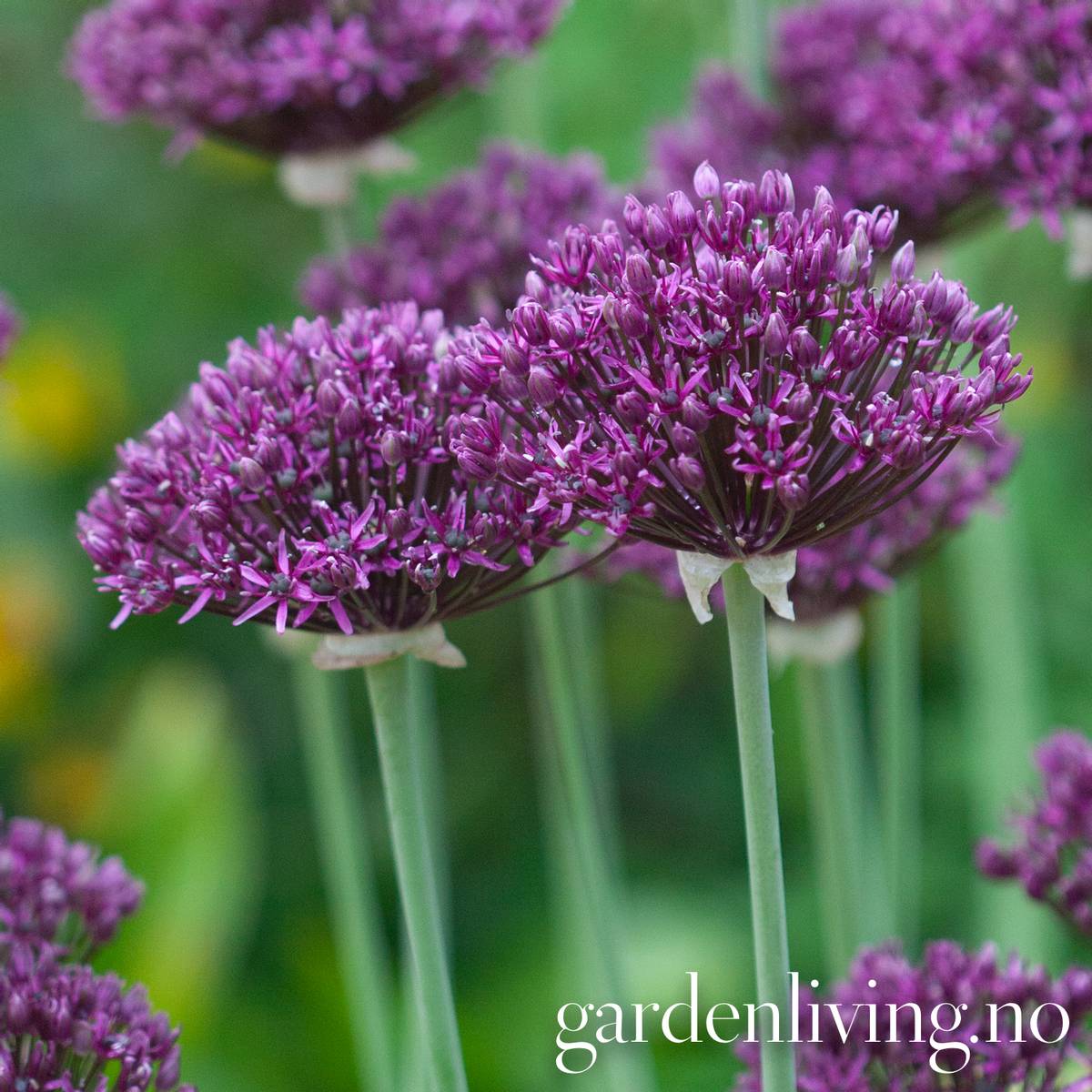 Vinløk - Allium atropurpureum - 6 stk
