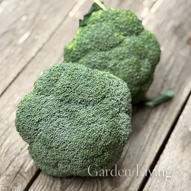 Hovedbilde Brokkoli 'Marathon' F1 - Brassica oleracea