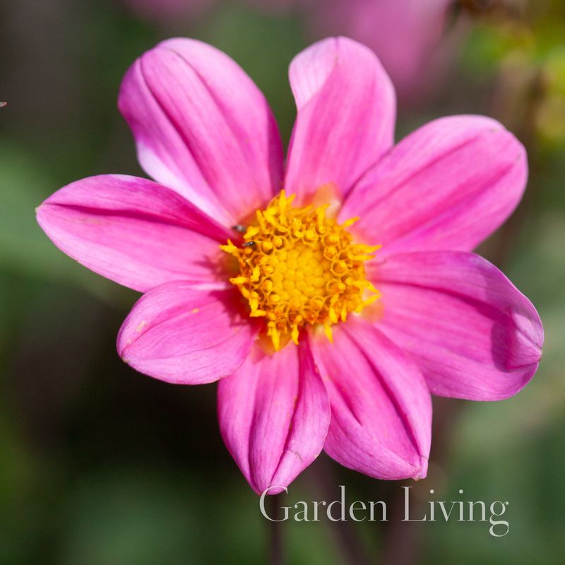 Georgine 'Topmix Pink', lav - Dahlia x cultorum, 1 stk.