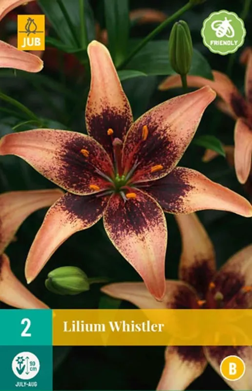 Asiatisk lilje 'Whistler' - Lilium, 2 stk.