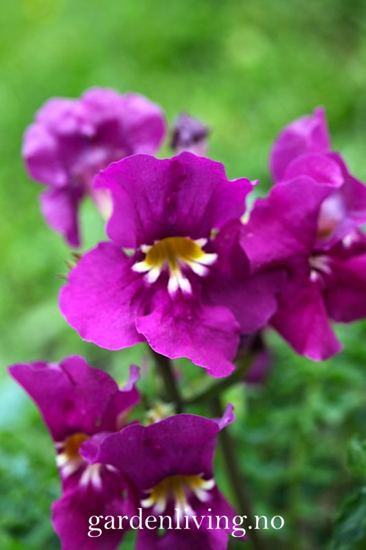 Incarvillea zhongdianensis