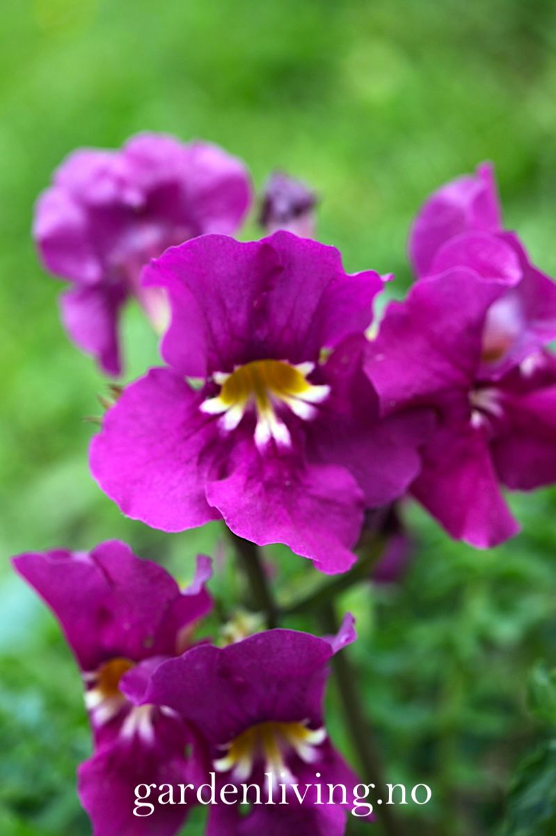 Incarvillea zhongdianensis