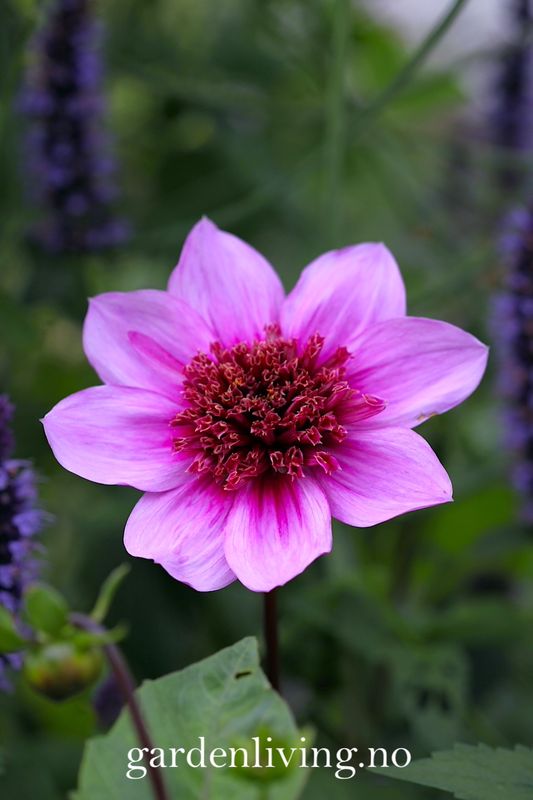 Georgine 'Blue Bayou' - Dahlia x cultorum, 1 stk.