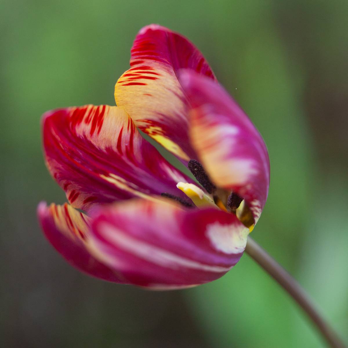 Historisk tulipan 'The Lizard’ - Tulipa - 1 stk