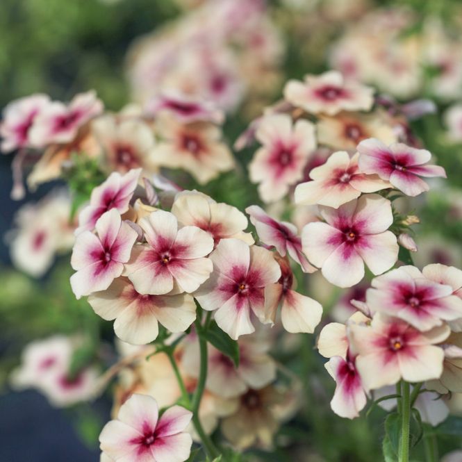Hovedbilde Sommerfloks 'Cherry Caramel' - Phlox drummondii