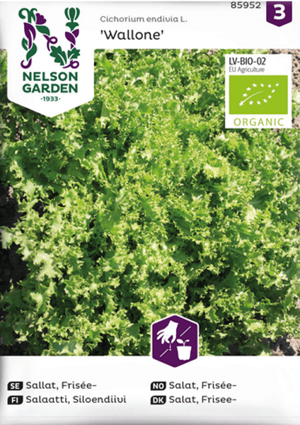 Hovedbilde Friseésalat 'Wallone', organic - Cichorium endivia L.
