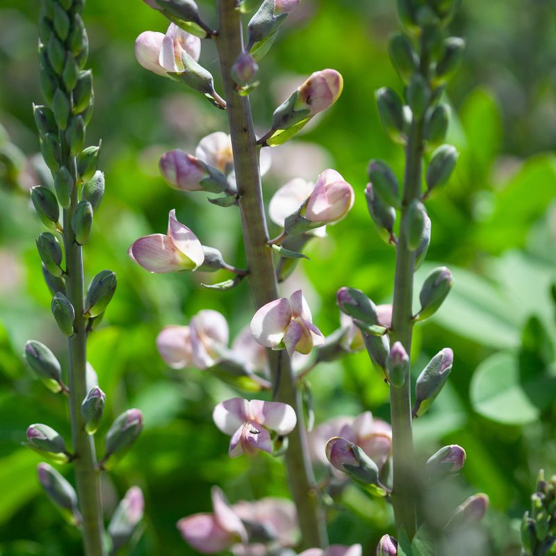 Fargeskolm 'Pink Truffles' - Baptisia