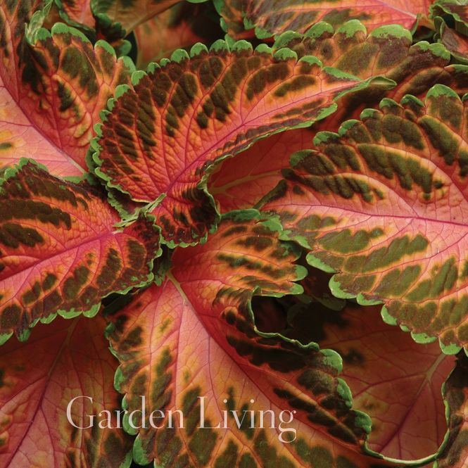 Hovedbilde Praktspragle 'Wizard® Coral Sunrise - Solenostemon blumei 