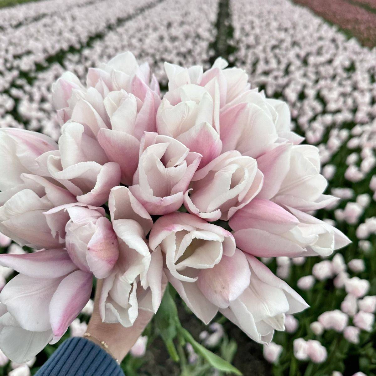 Tulipan 'Fay', triumph - 10 stk