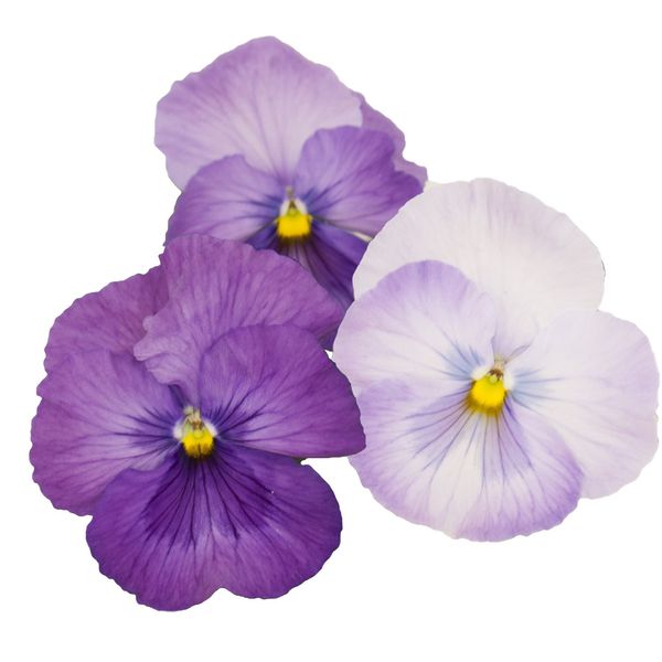 Hovedbilde Stemorsblomst 'Premier Lavender Shades' - Viola x ...