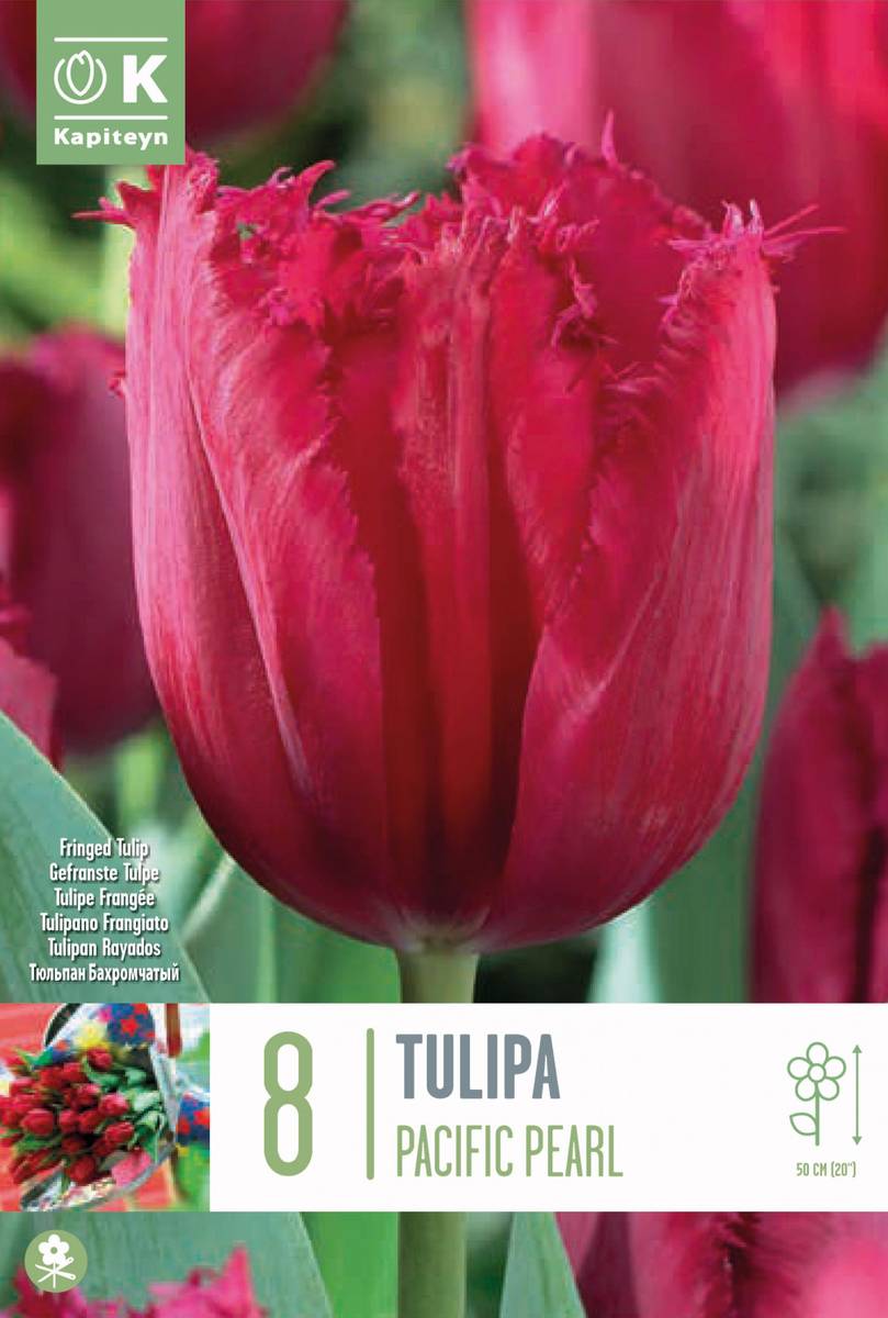 Tulipan 'Pacific Pearl', frynsetulipan - 8 stk