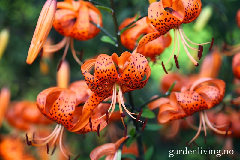 Tigerlilje - Lilium lancifolium - 2 stk