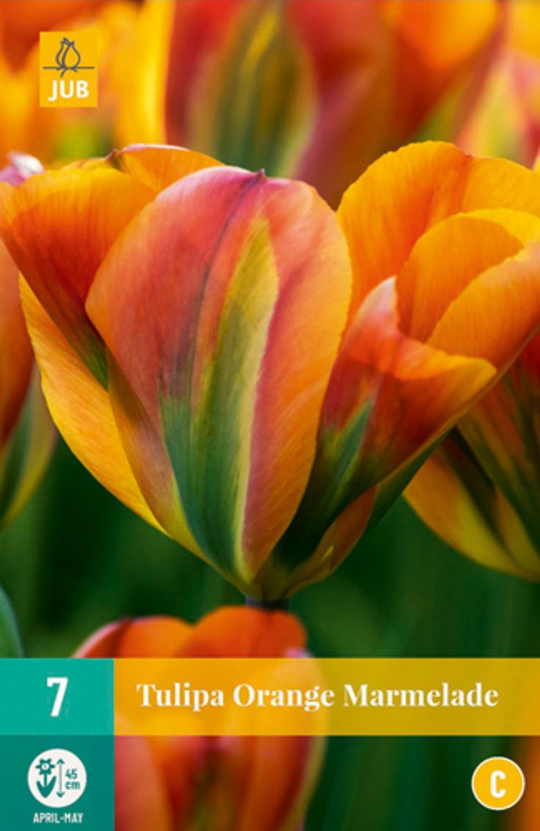 Tulipan 'Orange Marmalade', viridifloragruppen - 7 stk