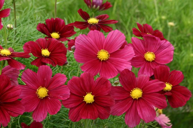 Hovedbilde Pyntekorg 'Rubinato' - Cosmos bipinnatus