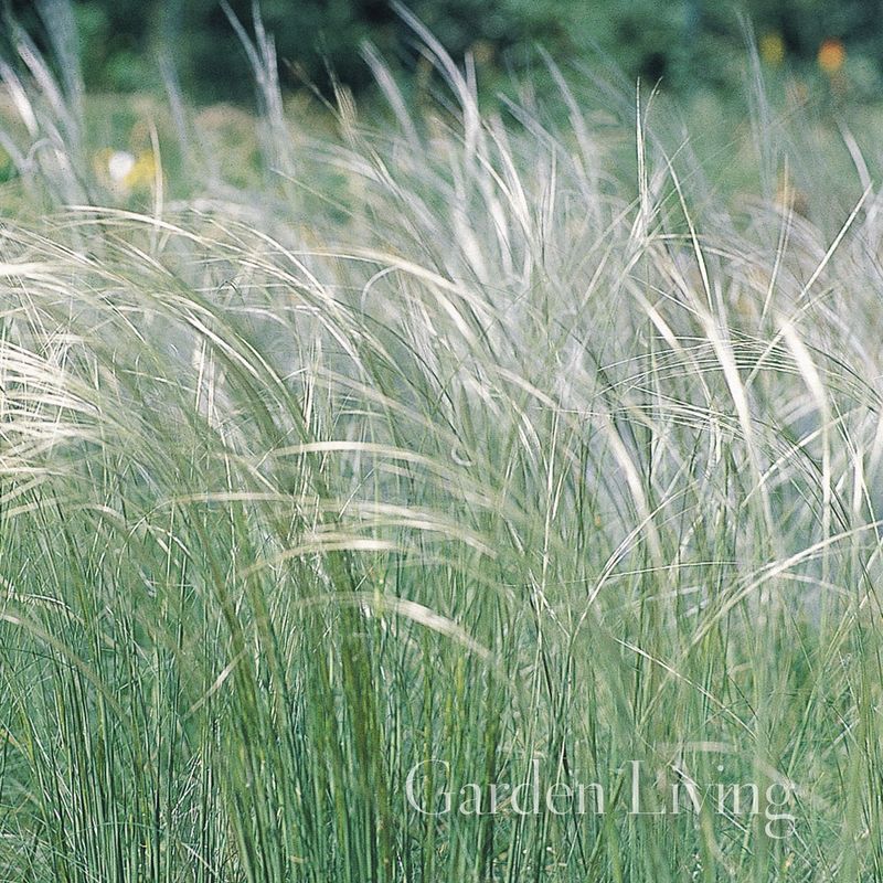 Penselfjørgras - Stipa pennata