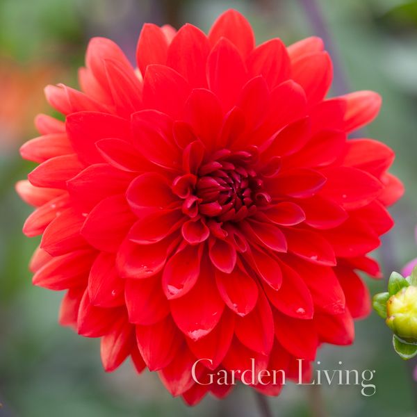 Hovedbilde Georgine 'Garden Wonder' - Dahlia x cultorum, 1 stk.