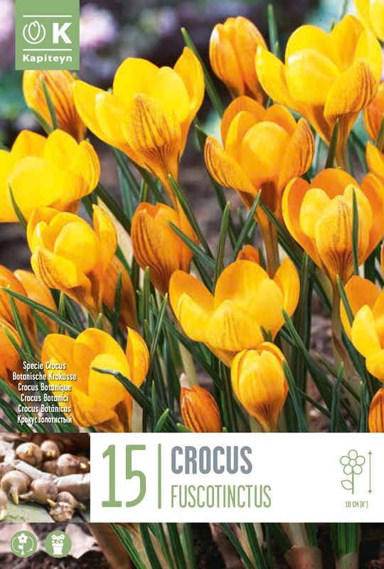 Begerkrokus 'Fuscotinctus' - Crocus chrysanthus - 15 stk