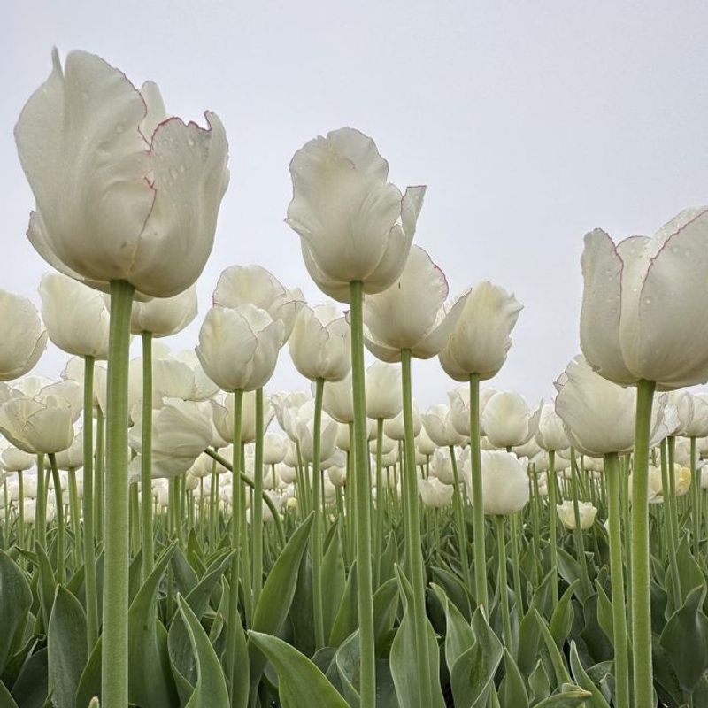 Tulipan 'Charlize' - 10 stk