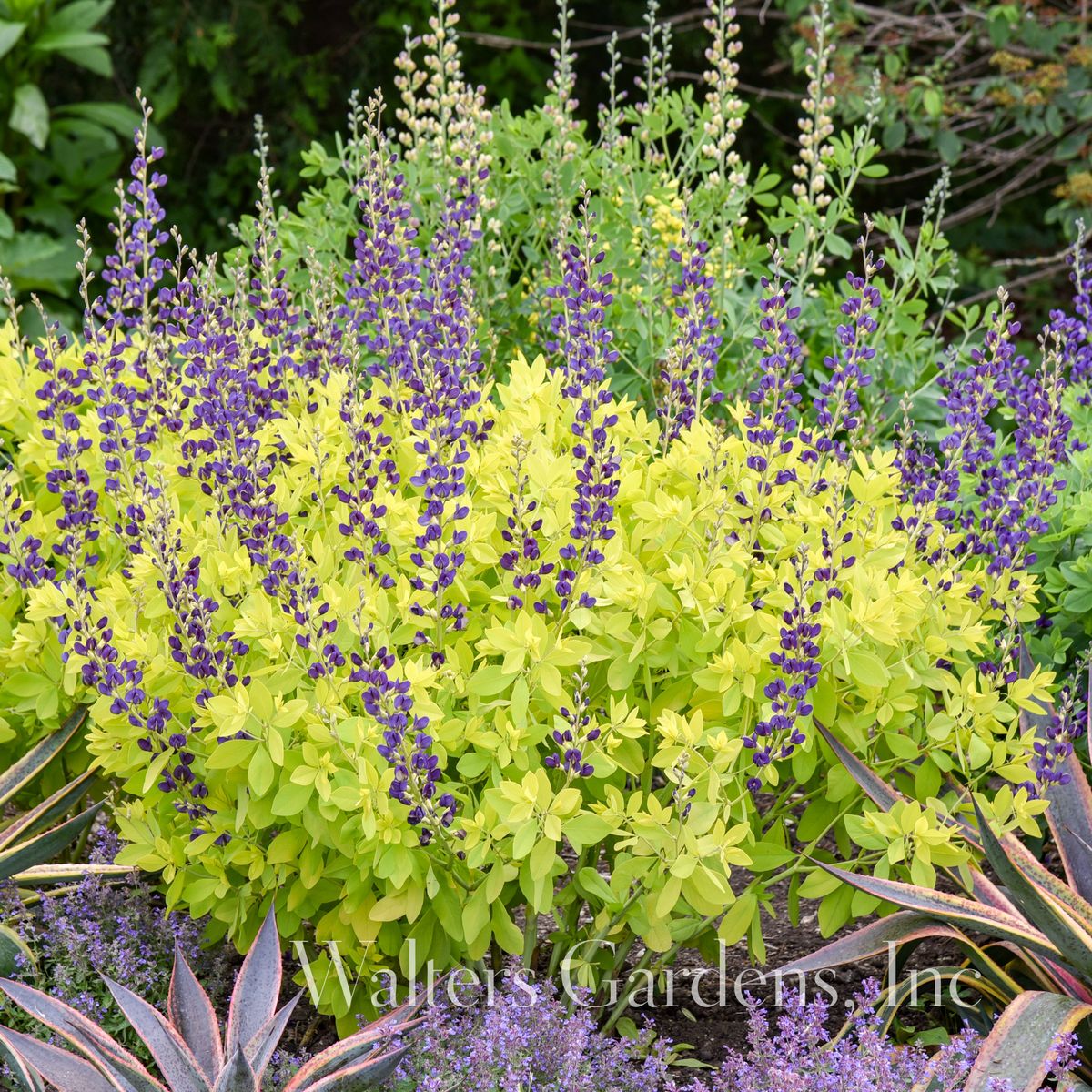Fargeskolm 'Golden Anniversary' ® - Baptisia XL