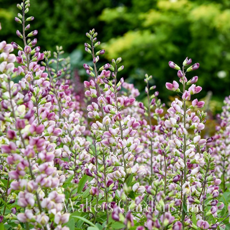 Fargeskolm 'Plum Rosy' ® - Baptisia