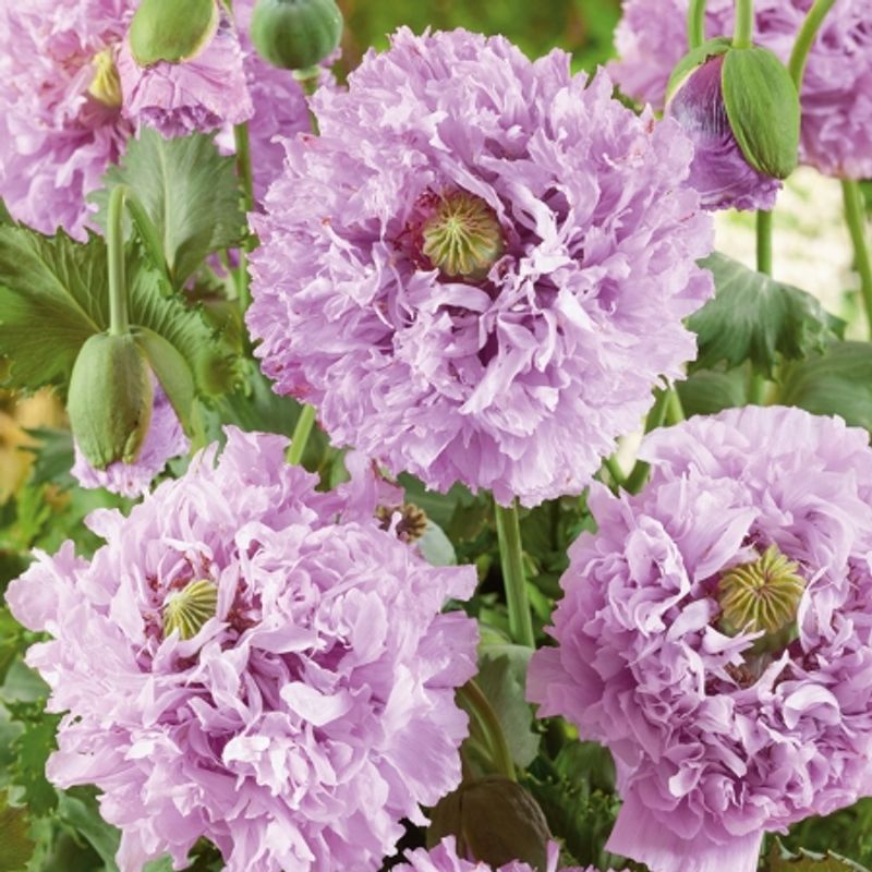 Pionvalmue 'Candyfloss’ - Papaver somniferum var. paeonifl
