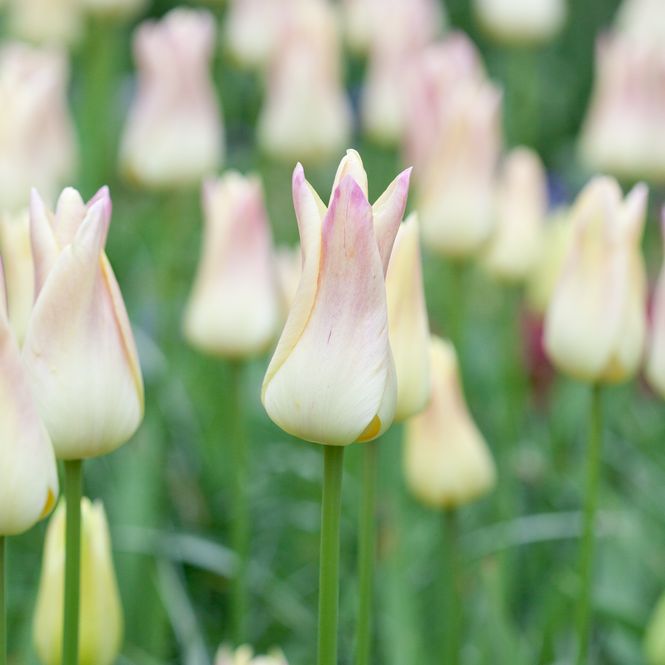 Hovedbilde Tulipan 'Elegant Lady', liljeblomstrende - 8 stk