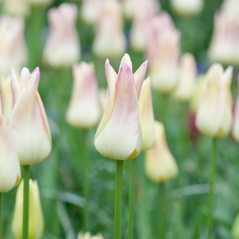 Tulipan 'Elegant Lady', liljeblomstrende - 8 stk