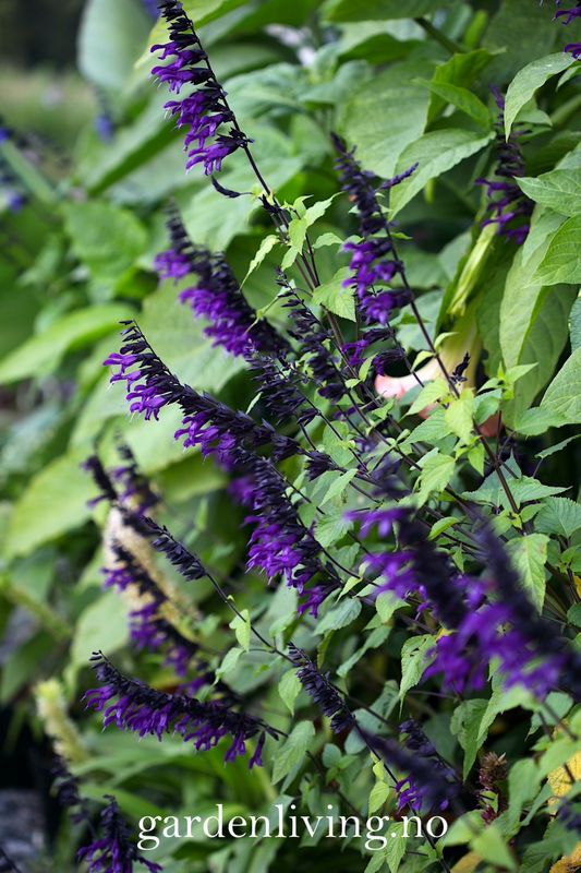 Salvie 'Amistad' - Salvia 