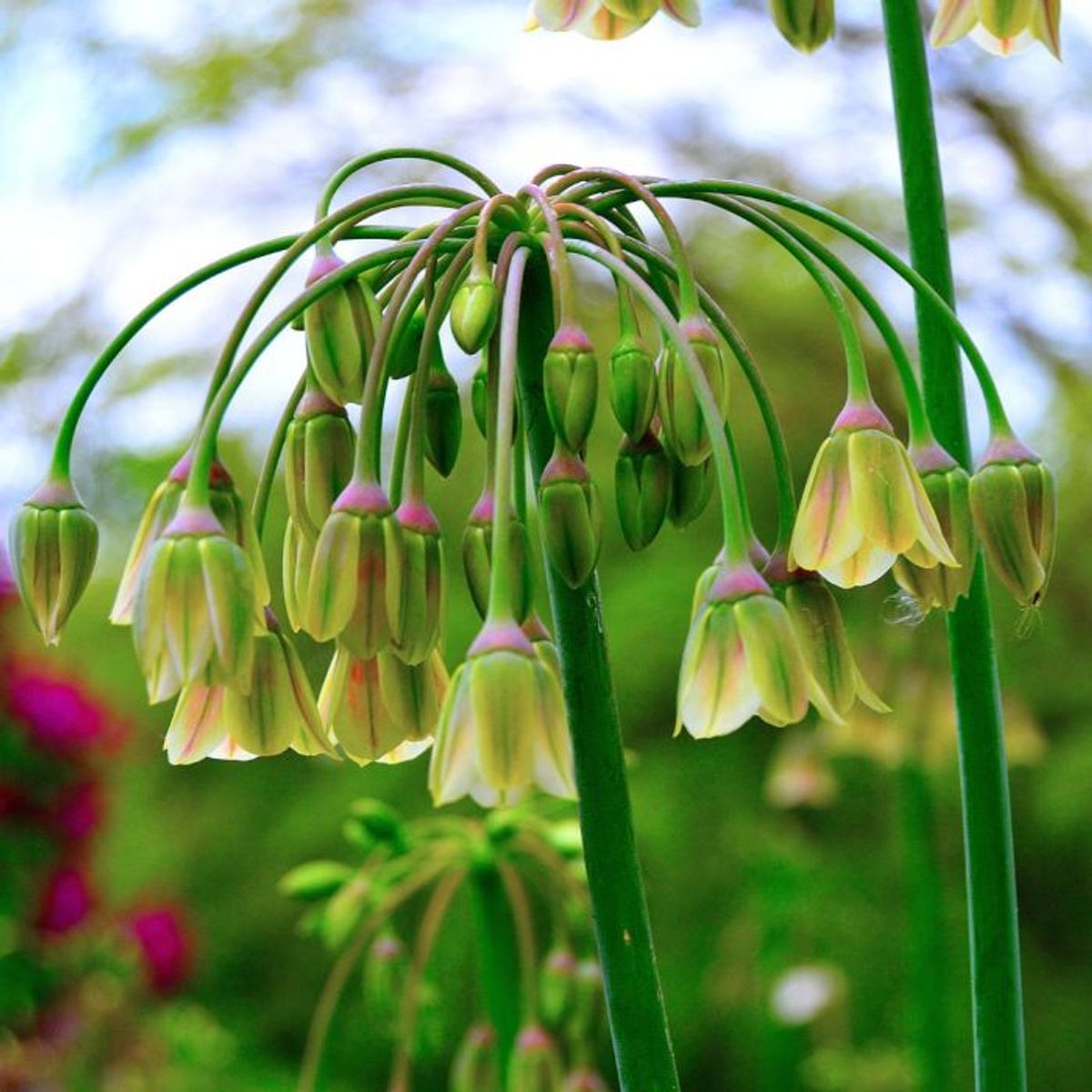 Honningløk - Allium siculum subsp. dioscoridis - 10 stk