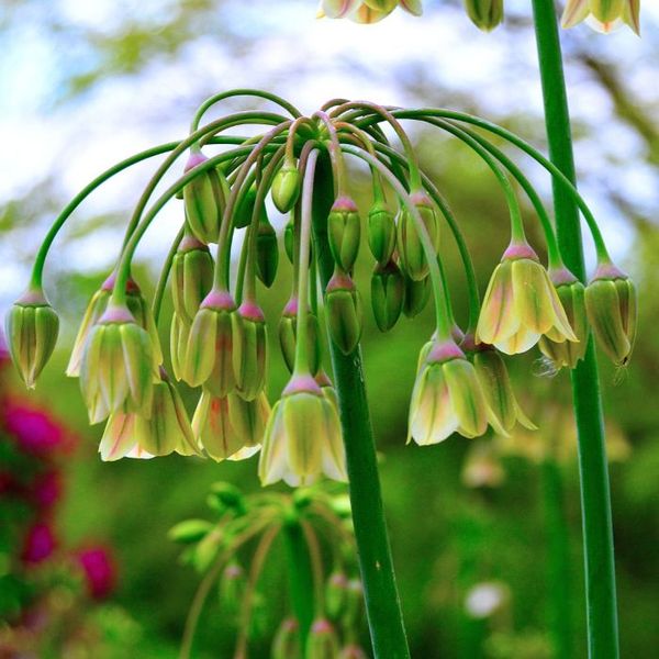 Hovedbilde Honningløk - Allium siculum subsp. dioscoridis - 10 stk