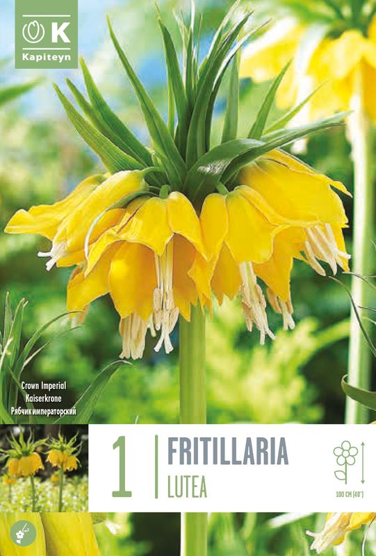 Keiserkrone 'Lutea' - Fritillaria imperialis - 1 stk