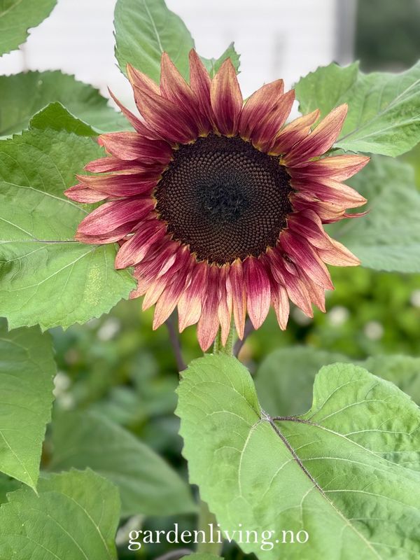 Solsikke 'Pro Cut Plum' - Helianthus annuus